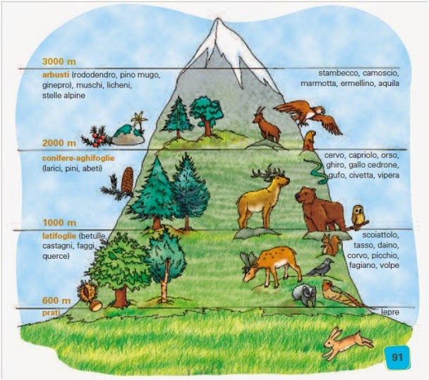 Flora e fauna della montagna.jpg